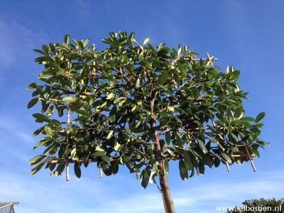 Hoe snoeit u de leibomen? (Tuinieren)