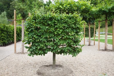 Leibomen snoeien in de zomer (Tuinieren)