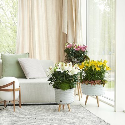 Potlelie is woonplant van de maand maart! (Uitgelicht: woonplanten)