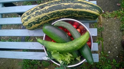Makkelijke planten voor in de zomermoestuin (Moestuin)