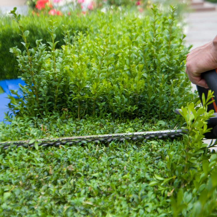 Hagen onderhouden zonder spierpijn met het juiste snoeigereedschap (Tuinieren)