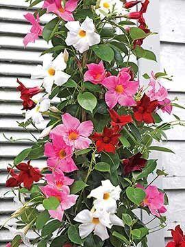 Een zonnig terras met de Mandevilla