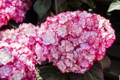 Maak kennis met een bijzondere hortensia! (Tuinieren)