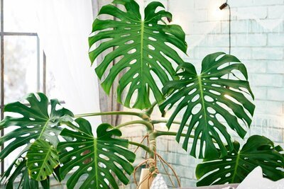 Woonplant van de maand juli: Monstera