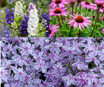 Tuinplant juni: Zomerbloeiende vaste planten (Uitgelicht: tuinplanten)