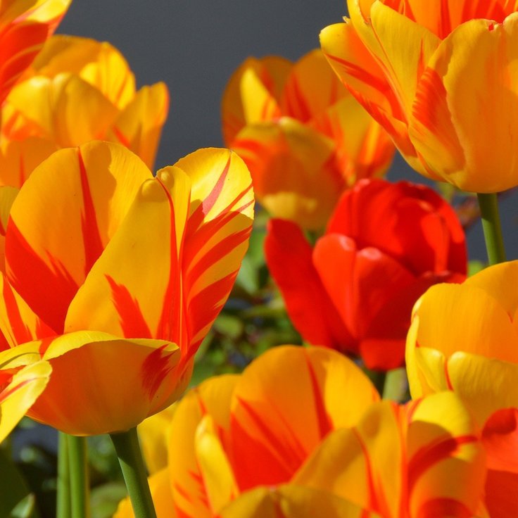 Koningsdag tulpen feest - Tips voor een feestelijke dag (Uitgelicht: tuinplanten)