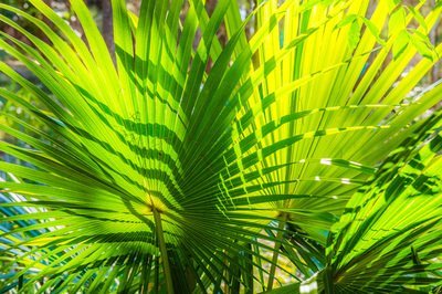 Een palm in de tuin (Uitgelicht: tuinplanten)