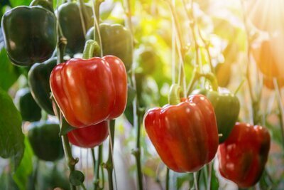 Kweek nu uw eigen paprika! (Moestuin)