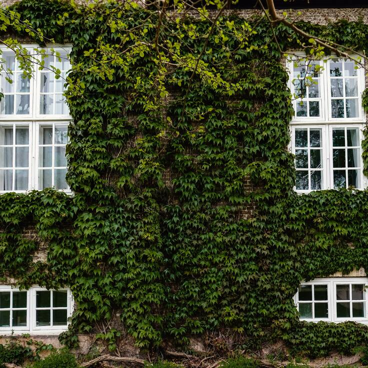 Hoe creëer je een groene gevel in je eigen tuin?