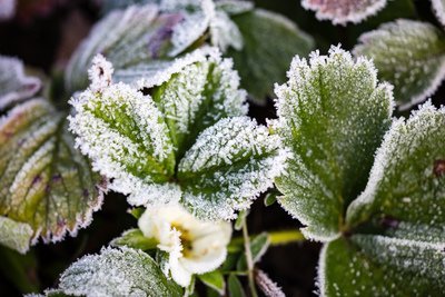 Zo beschermt u uw planten tegen de vorst! (Tuinieren)