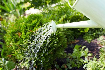 Mag ik planten water geven in de zon? (Tuinieren)