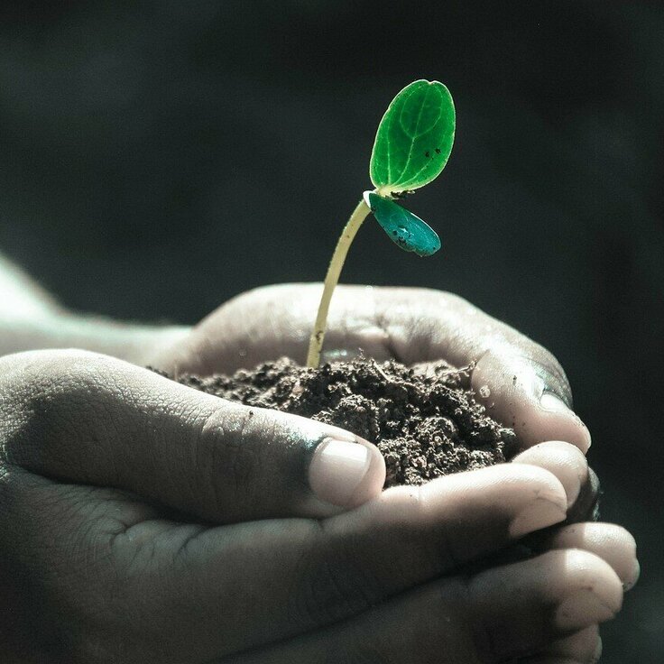 Planten voorzichtig vervoeren: hoe doe je dat? (Tuinnieuws)