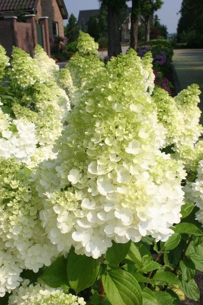 Hoe snoeit u de pluimhortensia? (Tuinieren)