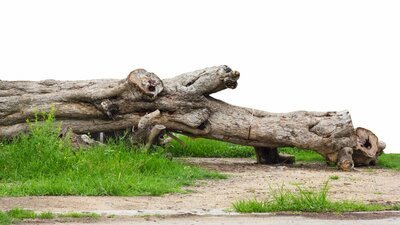 Help uw rottende boom (Tuinieren)