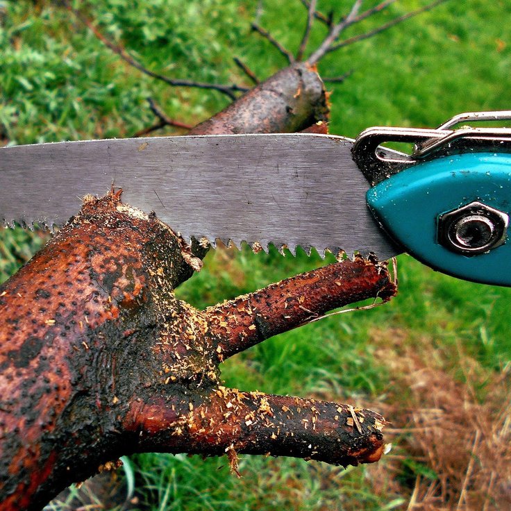 Snoeien in februari: de beste tips voor een gezonde tuin (Tuinieren)