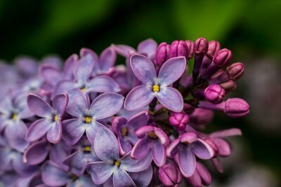 Top 10 geurende tuinplanten