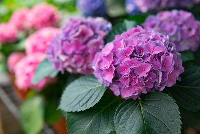 Hortensia: de zomersnoei (Tuinieren)
