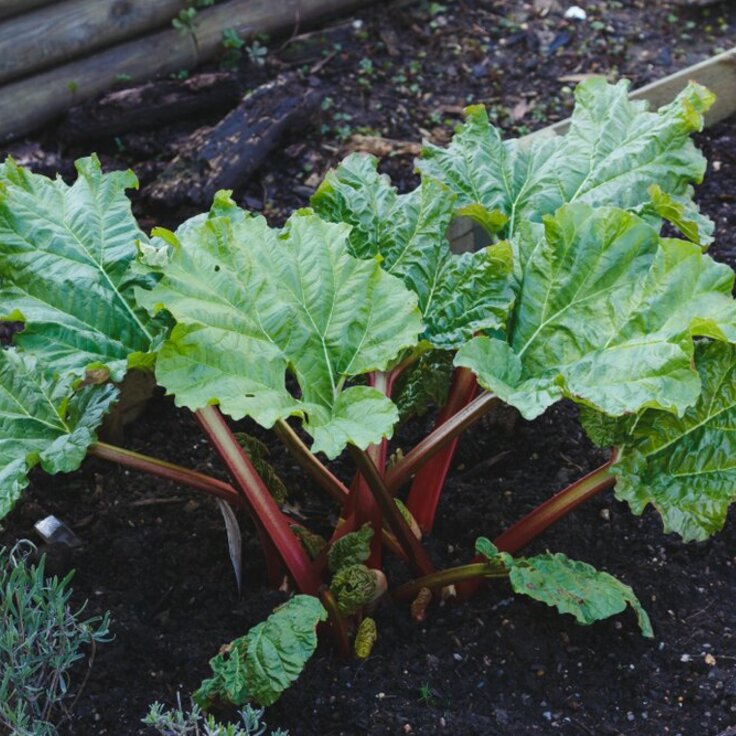 Uit de moestuin: rabarber