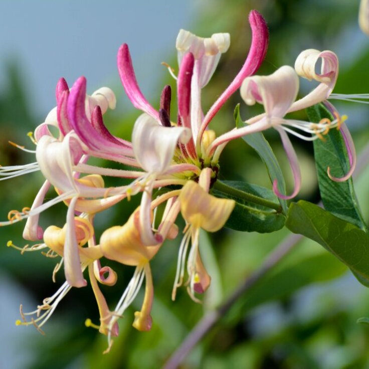Tuinplant van de maand juni: Kamperfoelie