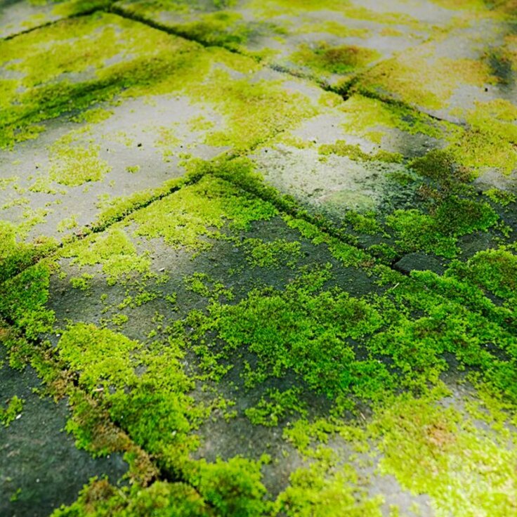 Groene aanslag verwijderen: Tips en tricks voor stralende tegels