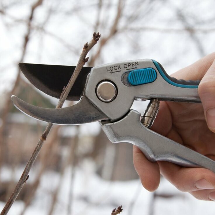 Winterse snoeiwerkzaamheden: Tips voor het snoeien van je tuin in de koude maanden