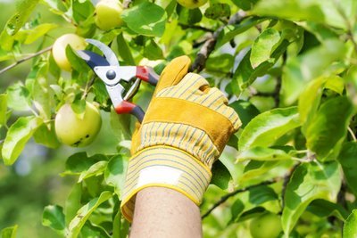 Wanneer snoeit u de appelboom? (Tuinieren)