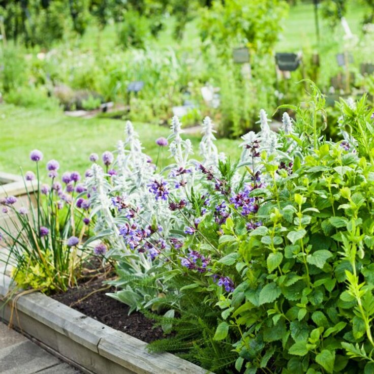 Leer alles over uw eigen kruiden tuin