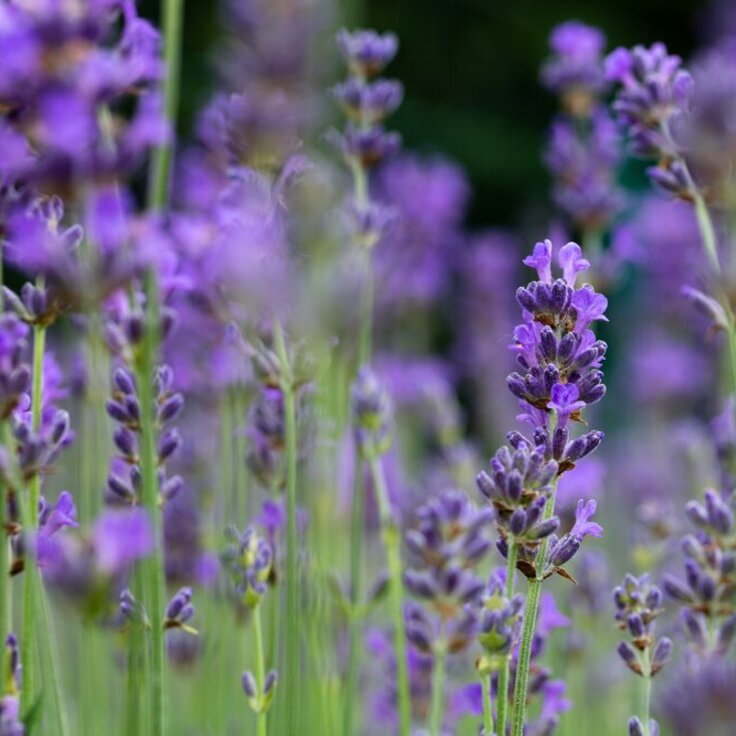Ontdek de top 7 sterkste tuinplanten voor jouw tuin