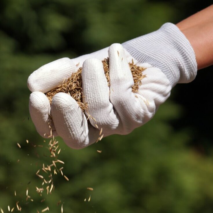 Meesterschap in Gras Zaaien: Timing als Sleutel tot Succes