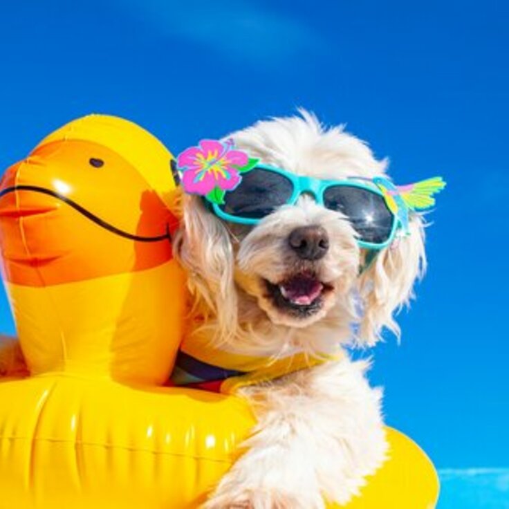 Zomertips voor dieren: zorg goed voor je huisdieren tijdens warme dagen (Dieren in de tuin)