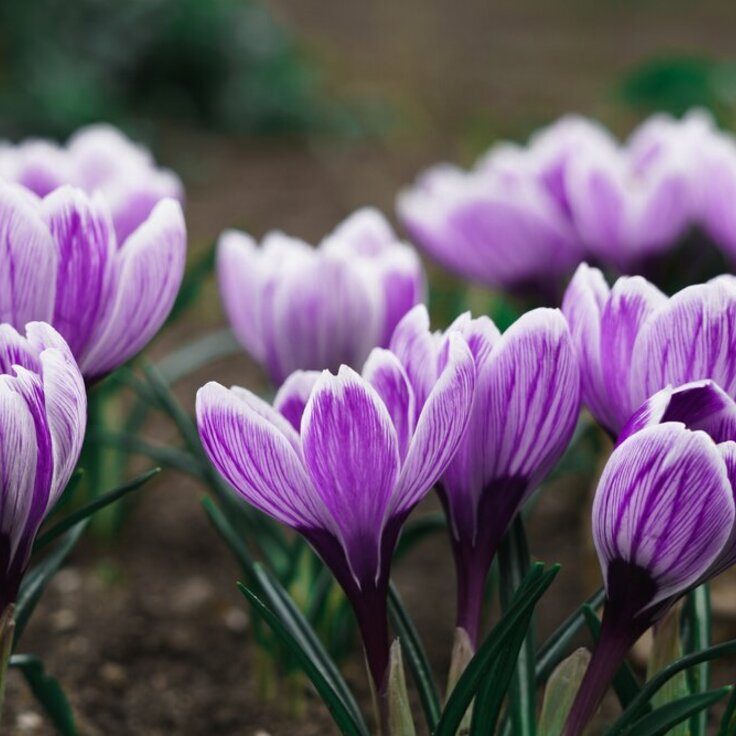 De Verwachting van Voorjaarsbloeiers in Februari (Uitgelicht: tuinplanten)