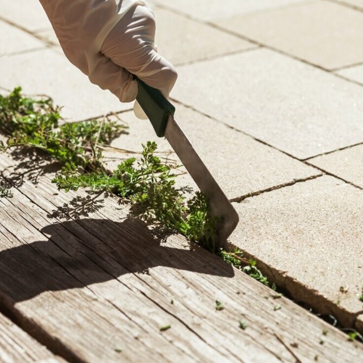 Onkruid verwijderen: Een gids voor een onberispelijke tuin