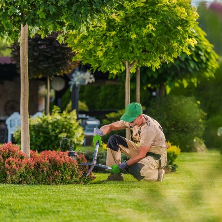 Tuinonderhoud - Gazon bemesten, Snoeien van hagen en Onkruidbestrijding (Gazon)