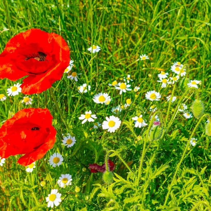 Veldbloemen zaaien: hoe doe je dat?