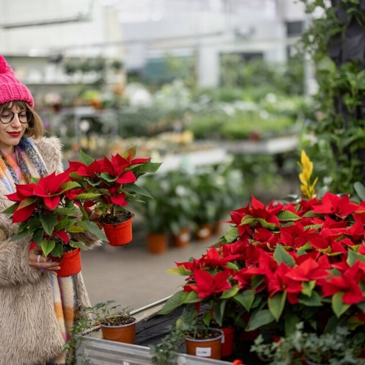 Kerstster in de Schijnwerpers! (Kerst)