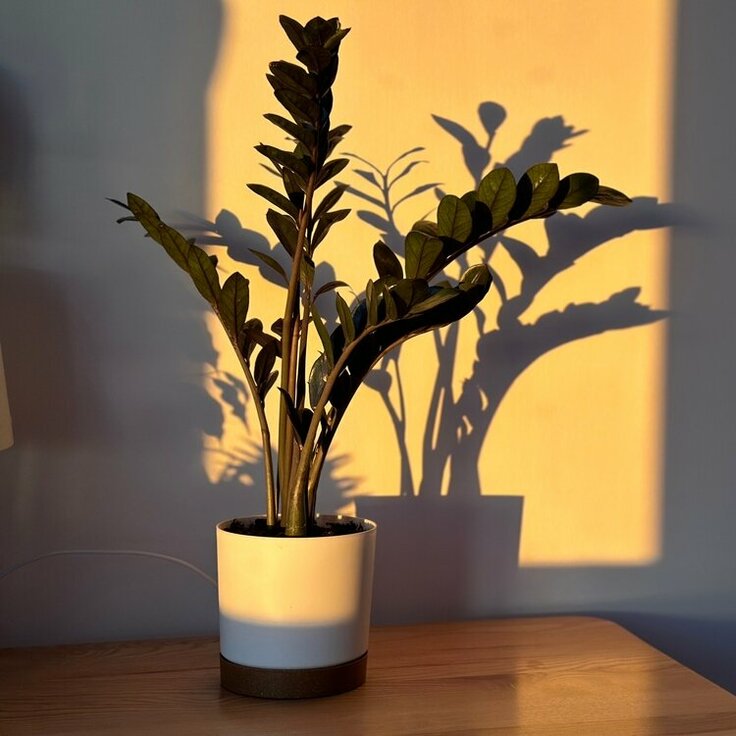 De Beste Kamerplanten voor de Wintermaanden: Een Groene Oase in de Koude Dagen