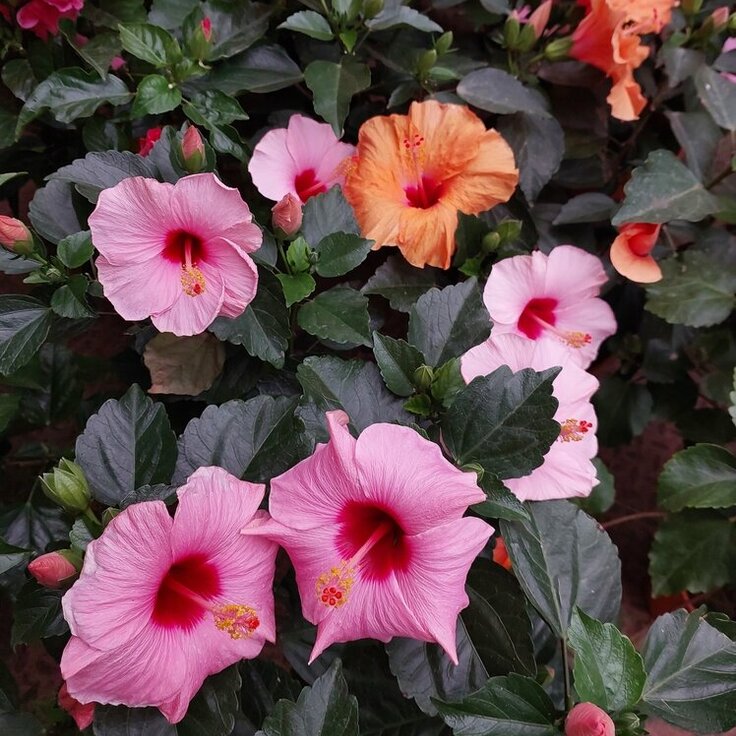 Tuinplant van de maand juli: Hibiscus