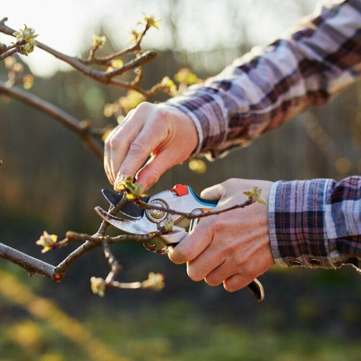 Snoeien in mei: de Prunus