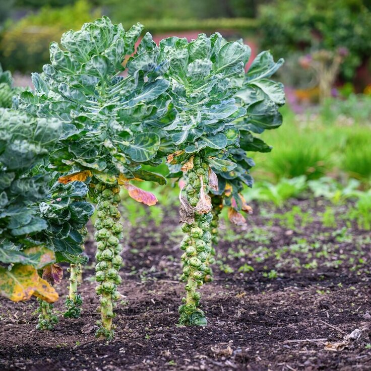 Zelf wintergroenten kweken in de moestuin: Stap voor stap aan de slag (Tuinieren)