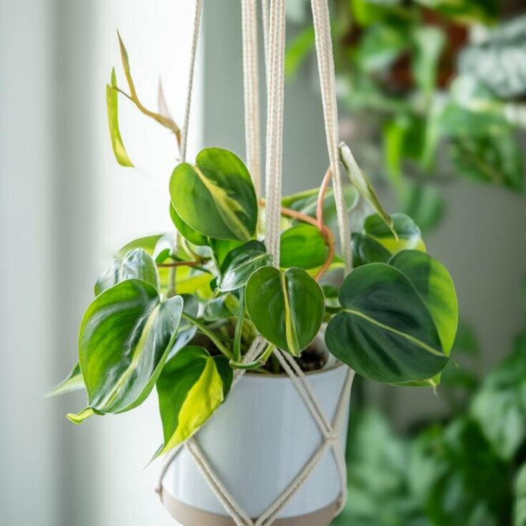 Woonplant van de maand september: Hangplant