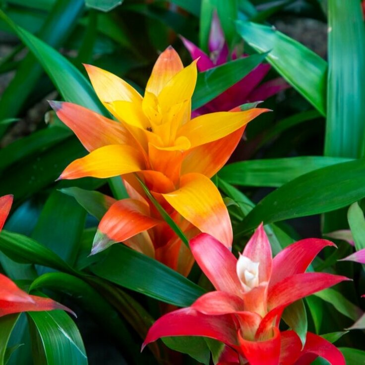 7 Weetjes over de Bromelia (Kamerplanten)