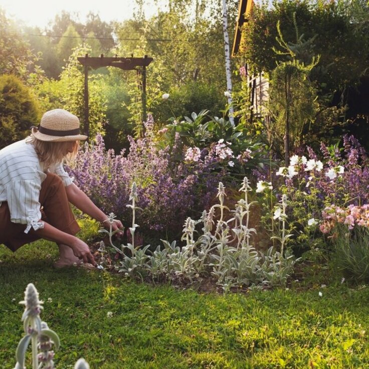 Tuinonderhoud in de zomer: zo houd je je tuin stralend (Tuinieren)
