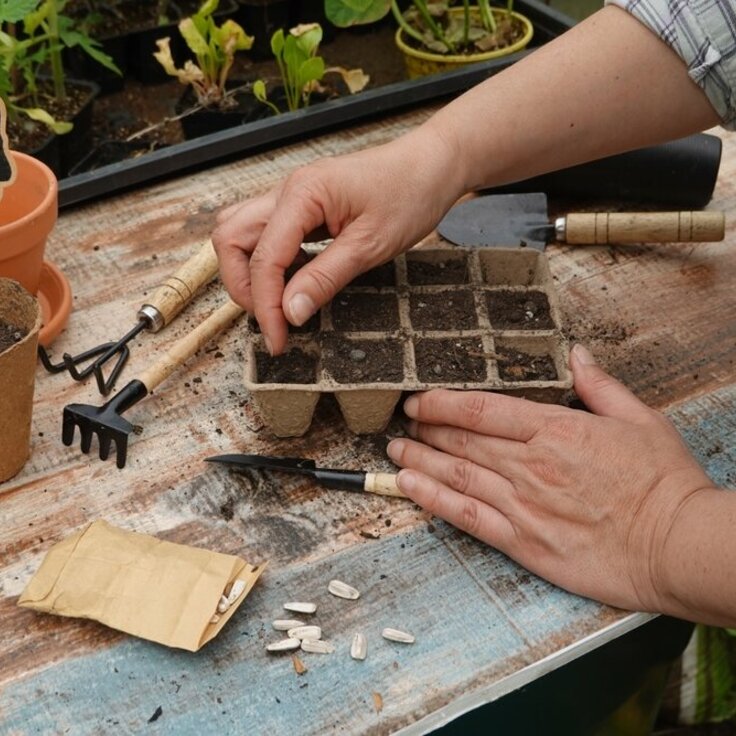 Begin van het tuinseizoen: Wat kun je nu al voorzaaien? (Tuinieren)