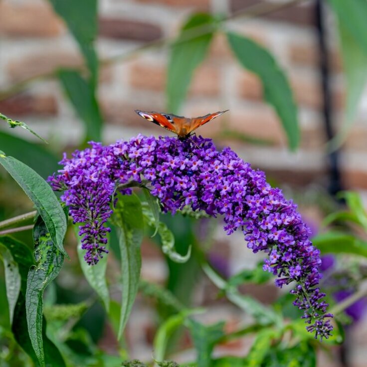 Vlinderstruik snoeien – zo krijg je een bloemenexplosie in je tuin (Uitgelicht: tuinplanten)