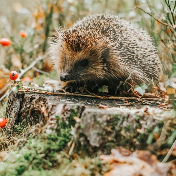 Help de egel de winter door