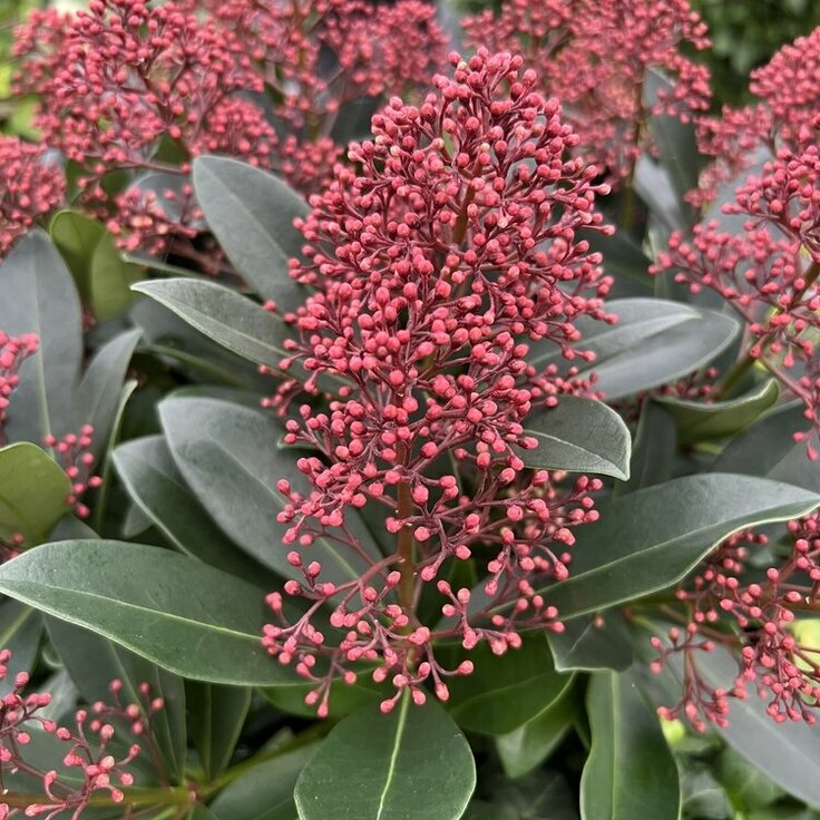 Tuinplant van de maand september: Skimmia
