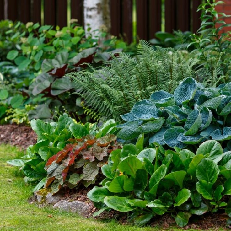 Zon, schaduw of droge grond? Deze tuinplanten gedijen hier echt goed (Uitgelicht: tuinplanten)