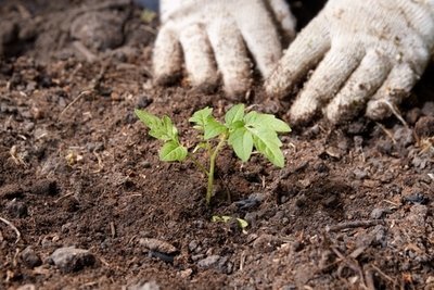 Geef uw planten groenvoorsprong. Plant in de herfst. (Tuinieren)