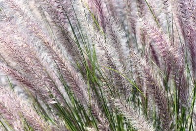 Siergrassen in uw tuin