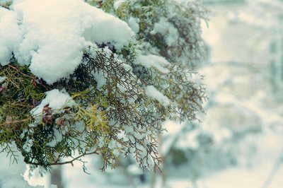 Dít doet sneeuw met uw planten